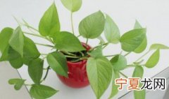 绿萝插苗方法 绿萝如何扦插
