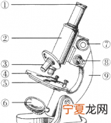 显微镜的基本结构，体视显微镜的基本构造和使用的基本步骤