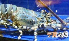 澳洲龙虾怎么保存 如何保管澳洲龙虾