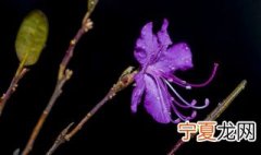 杜鹃干枝怎么保存 存放杜鹃干枝的步骤