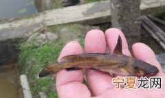 辣锥鱼养殖方法 辣锥鱼怎么养殖