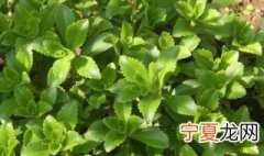 角菜种植方法 角菜如何种植