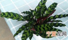 如意养殖方法 如意怎样养殖