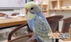 鹦鹉的养殖方法 关于鹦鹉的养殖方法