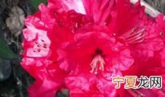 种植马缨花的方法 马缨花的养殖方法介绍