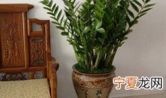 龙凤木的养殖方法 龙凤木如何养殖