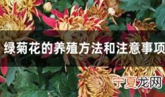 绿色菊花种植方法 绿菊花的养殖方法和注意事项