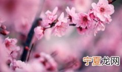 红梅养殖方法 红梅养殖方法是什么