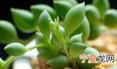 佛珠的养殖方法 佛珠的养殖方法有哪些