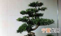 罗汉松养殖方法 罗汉松养殖方法是什么