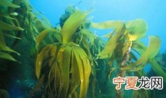 海草去泥沙方法 海草做什么好吃