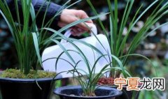 建兰养殖方法 建兰怎样养殖