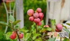 富贵海棠的养殖方法 海棠如何养殖