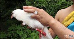 吃信鸽犯法，抓到别人的信鸽算犯法