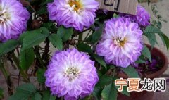 大理花怎么养 怎样养大理花