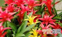 鸿运当头怎么浇水 鸿运当头浇水方法介绍