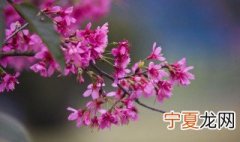 立春的寓意和象征 立春的象征意义