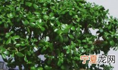 玉树可以枝叶全部剪掉吗 玉树可以把叶子全部剪掉吗