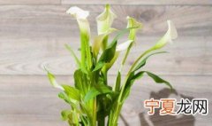 水培马蹄莲花怎么养护 水培马蹄莲的主要步骤