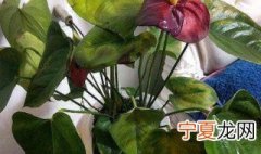 水培红掌为何烂根 水培的红掌为什么容易烂根