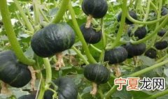 贝贝小南瓜种植时间和方法 关于贝贝小南瓜种植时间和方法