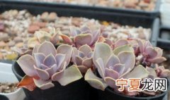 紫珍珠叶片水培方法 紫珍珠的叶插方法