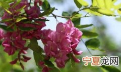 香花槐叶子发蔫发黄怎么办 香花槐树叶子发黄的原因
