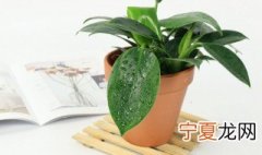 金钻叶子发软 金钻叶片没有光泽怎么办