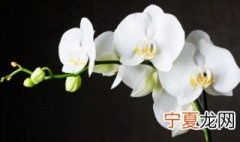 蝴蝶兰冬天耐多少度 蝴蝶兰冬季耐寒温度是多少