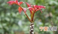 椿树移栽方法 椿树什么时间移植最好