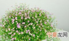 满天星怎么分枝 满天星枝子散开怎么养