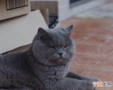 蓝猫吃什么长的肥，蓝猫为什么那么能吃