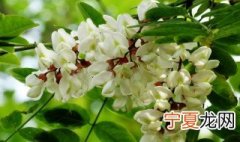 槐花怎么长期保存 槐花长期保存方法介绍