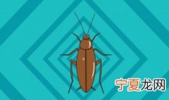南方除蟑螂方法 南方怎么除蟑螂
