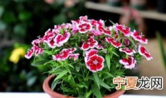 石竹叶子黄了怎么办 石竹叶子发黄怎么办
