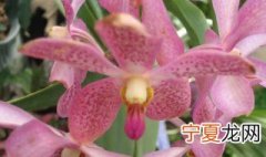 大花蕙兰浇水方法 大花蕙兰怎么浇水施肥