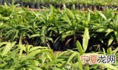 姜苗种植方法 姜的种植技术方法