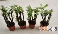 小叶紫檀耐寒程度 小叶紫檀耐寒多少度