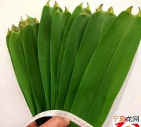 包粽子的叶子叫什么