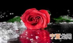 别人送的花束怎么保存 花束的保存方法