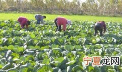 菜花丰产新方法 怎么让菜花高产