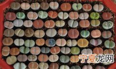 冬天养屁股花的方法 生石花的冬季养护要点
