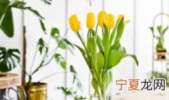 郁金香水培方法和注意事项 郁金香水培放多少水