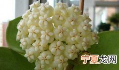 银叶球兰养殖方法 球兰的养殖方法和注意事项