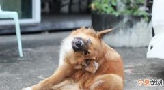 狗狗身上长癣怎么治，我家的小狗身上长癣了应该怎么办
