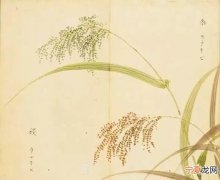 黍怎么读，柴门寂寂黍饭馨的馨怎么念xing