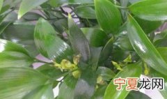 竹柏的茎发黑了咋办 竹柏叶子发黑干枯了怎么办