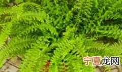 波斯顿蕨掉叶子怎么办 波士顿蕨叶子枯了怎么办