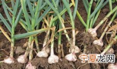 楼顶大蒜种植方法 大蒜怎么种植