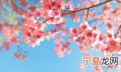 资阳适合种植什么 资阳适合养什么花